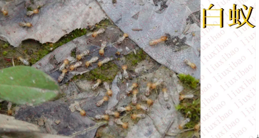 請(qǐng)?zhí)砑訄D片