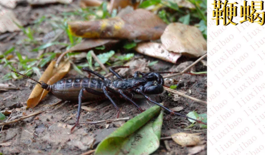 請(qǐng)?zhí)砑訄D片